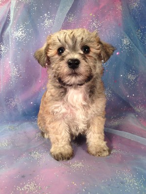 Female schnoodle puppy for sale #3  Born February 20th 2013| Iowa dog breeders with schnoodles for sale now!